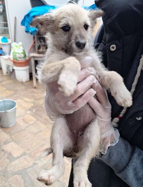 ⭐️ANU⭐️, Hündin, 7 Monate, 20 cm, Mischling, Tierschutz