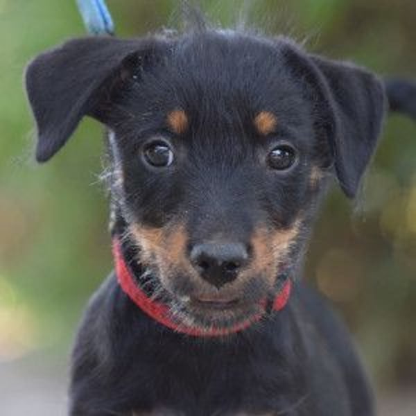 Princess - bereit neues zu entdecken, liebt es zu kuscheln