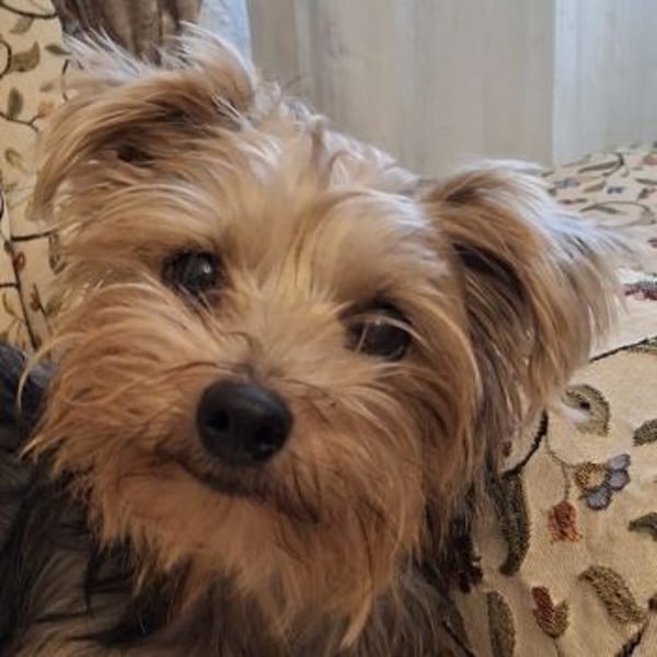 Aveline, geb. ca. 10/2021, lebt in GRIECHENLAND, auf einer privaten Pflegestelle