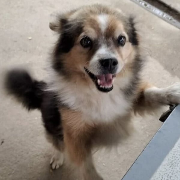 GOMBOC SUCHT LIEBEVOLLES ZUHAUSE