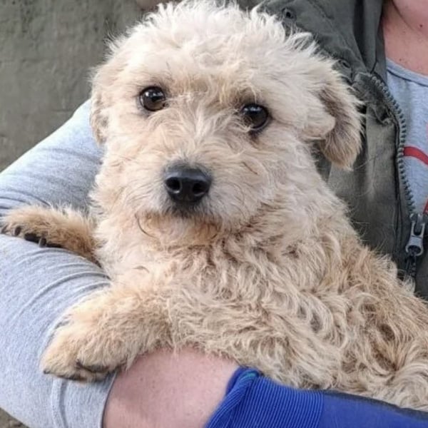 SACKA - SUCHT GEBORGENHEIT