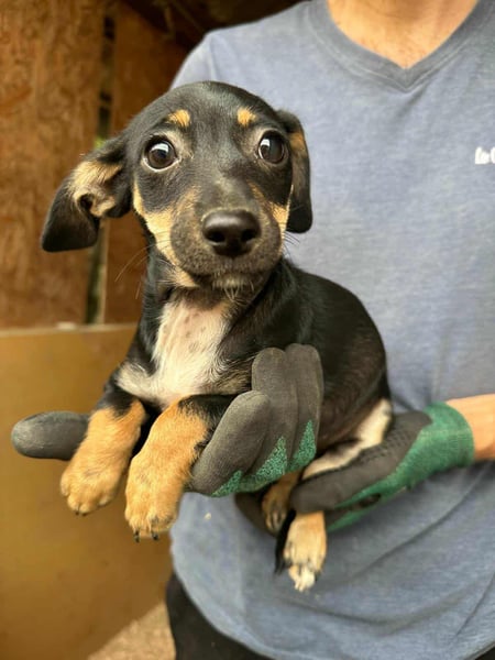 Donna, geboren 02.07.2025 sucht tierliebe Menschen