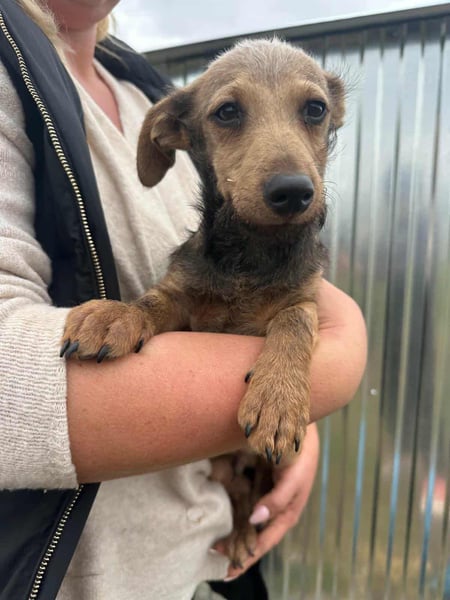 Soma, geboren 02.07.2025, 24cm sucht sein Zuhause (Pflegestelle Deutschland)