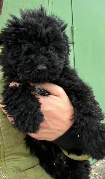 Virag, geboren 04.09.2025, 19cm sucht ihre Chance