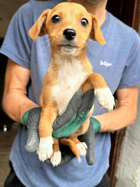 Dolly, geboren 02.07.2025 sucht ihr Zuhause
