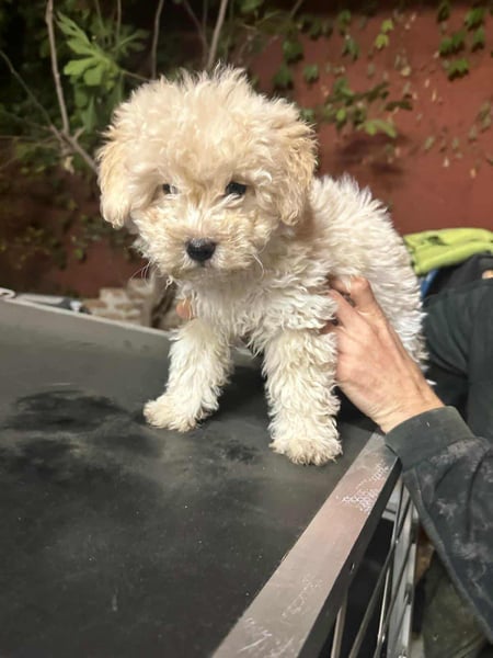 Teddy, geboren 04.09.2025, 20cm sucht sein Körbchen