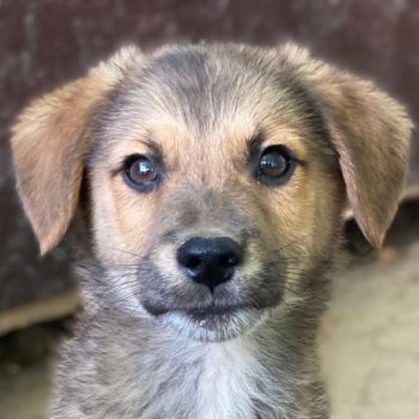 Trüffel, geb. ca. 08/2025, lebt in GRIECHENLAND, auf einer privaten Pflegestelle