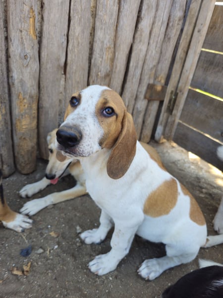 Hund Rüde 6 Monate Tierschutz Tick