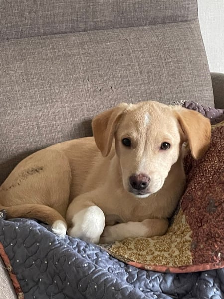 Kleiner Yaro sucht liebevolles Zuhause