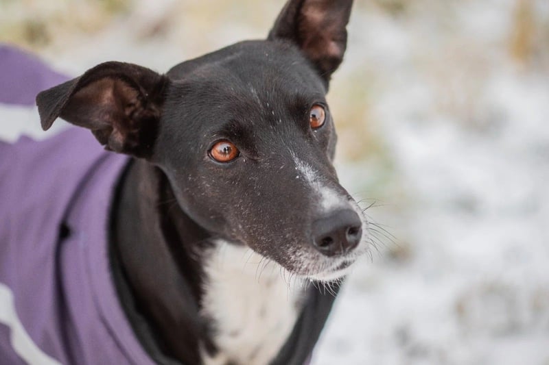 KIRA - lebensfrohe Hündin sucht ihr Perfect Match