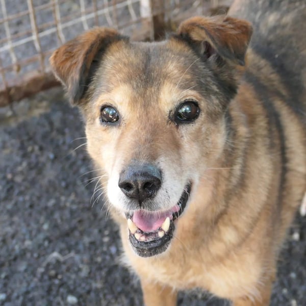 Nino sucht sein Zuhause