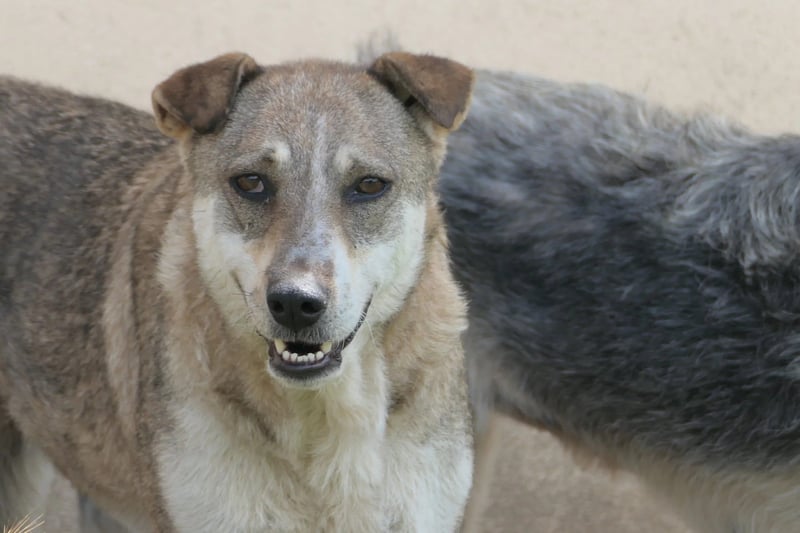 NIKA - sensible Hündin sucht ihre große Chance