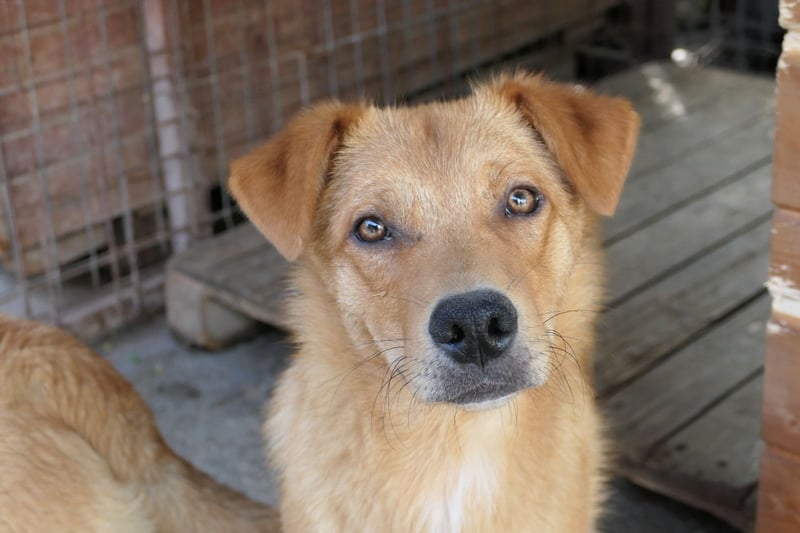 ESPRESSO - bezaubernder Junghund sucht seine Familie