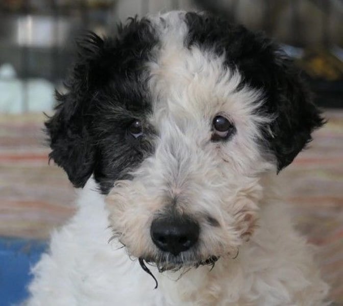 PIPO - schüchterner Rüde sucht einfühlsames Zuhause