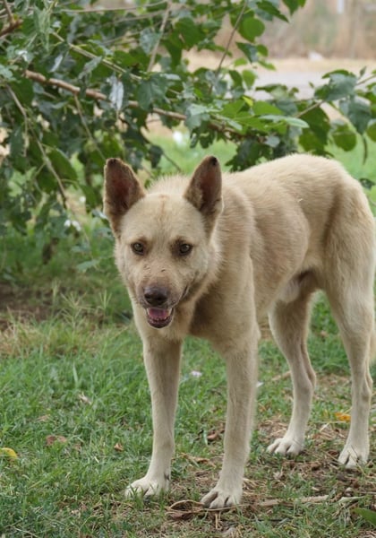 THIAGO - sanfter, neugieriger Rüde sucht sein großes Glück