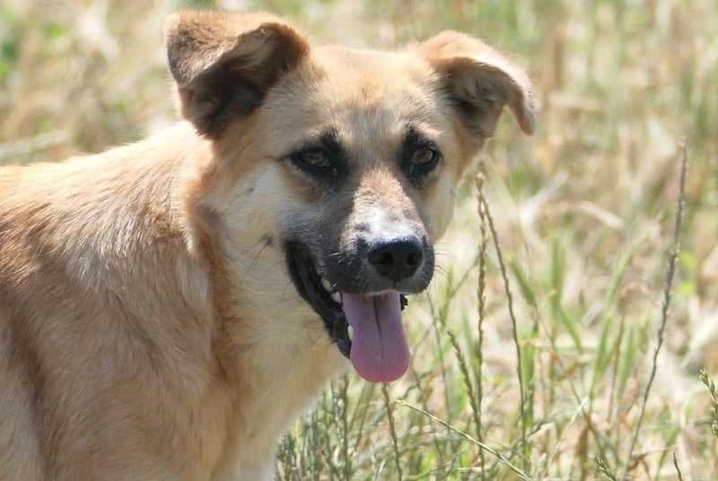 NAJMA - hübsche, schüchterne Hündin sucht dringend Vertrauen