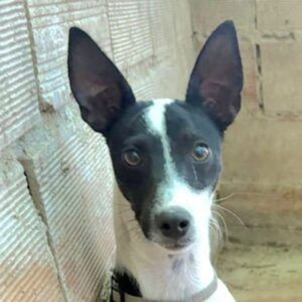 CHEDDAR-unkomplizierter, fröhlicher junger Hund