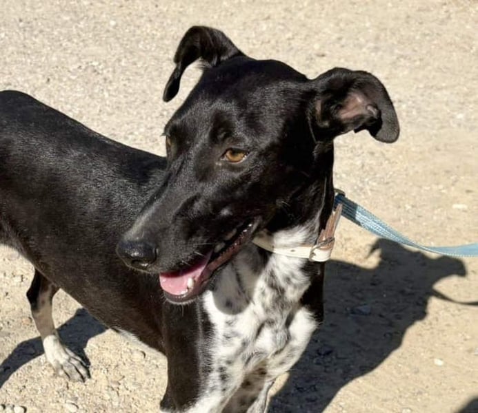 UBER-gesellig, lustig,verspielt,anhänglich, liebt Mensch und Hund,wartet sehnsüchtig auf ihr Zuhause