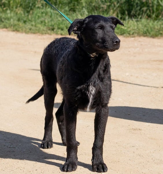 Feri, hat das Zeug für einen tollen Familienhund