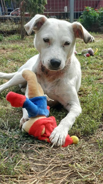 Fatyol, kleine Kämpferin mit großem Herzen für Kinder und Katzen