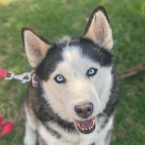 Yuna (Spanien) - wundervolles Husky Mädchen