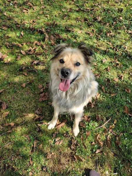 NERO – Hundesenior sucht sein Ruheplätzchen mit Garten  Auf Pflegestelle in 40595 Düsseldorf