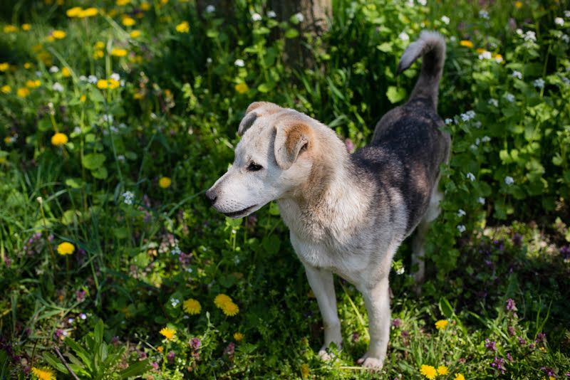 Rookie aus 40764 Langenfeld verliert sein Zuhause, da Herrchen verstorben ist