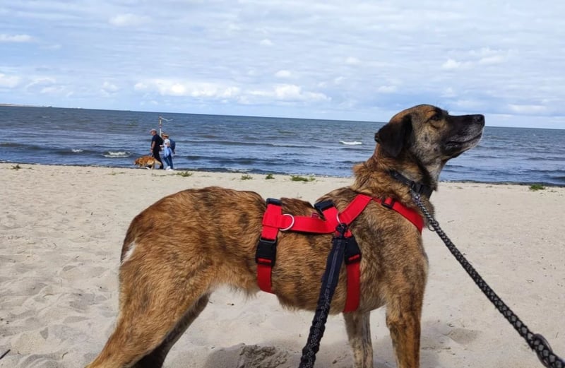 unsere wundervolle Storm sucht ein liebevolles Zuhause