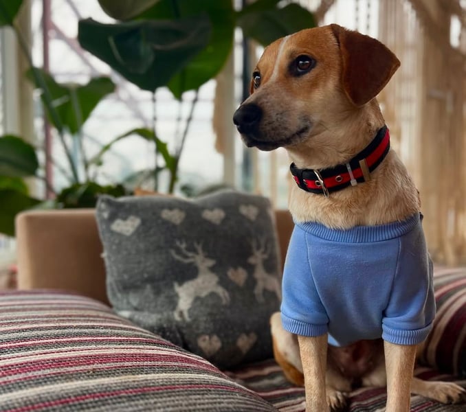 Bonny - Eine junge Hündin auf der Suche nach ihrem Glück