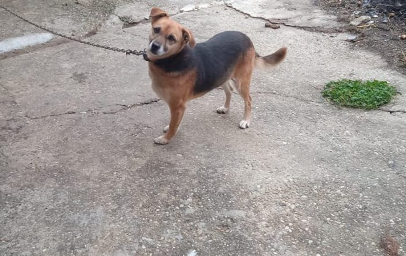 treue Kämpferin Azra