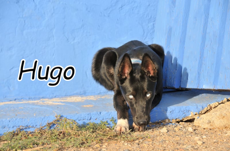 Erwiderst du Hugos Blick?