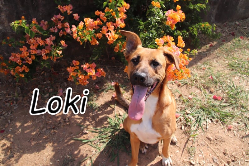 Geben Sie Loki den Sonnenschein wieder zurück ins Leben?