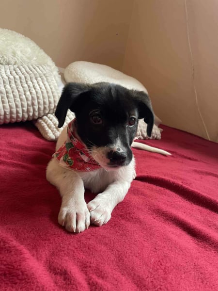 Lenny: verspielter Welpenbub sucht Zuhause