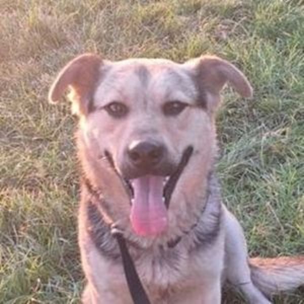 YOGI hatte großes Pech