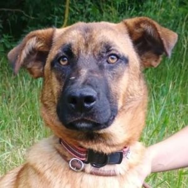 ARTHUR 2 sucht sein Zuhause