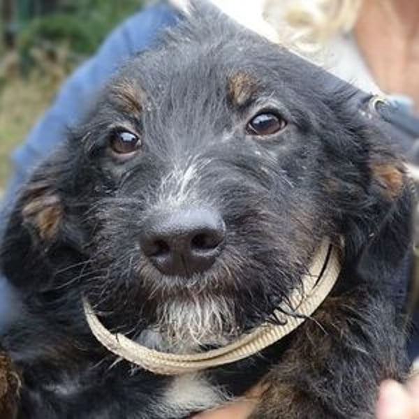 Chris, kleiner Hundejunge in großer Gefahr