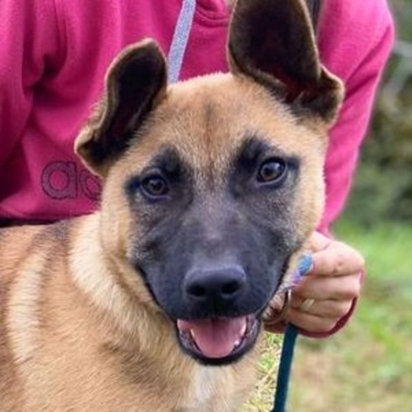 XARO süßer Hundejung sucht sein Zuhause