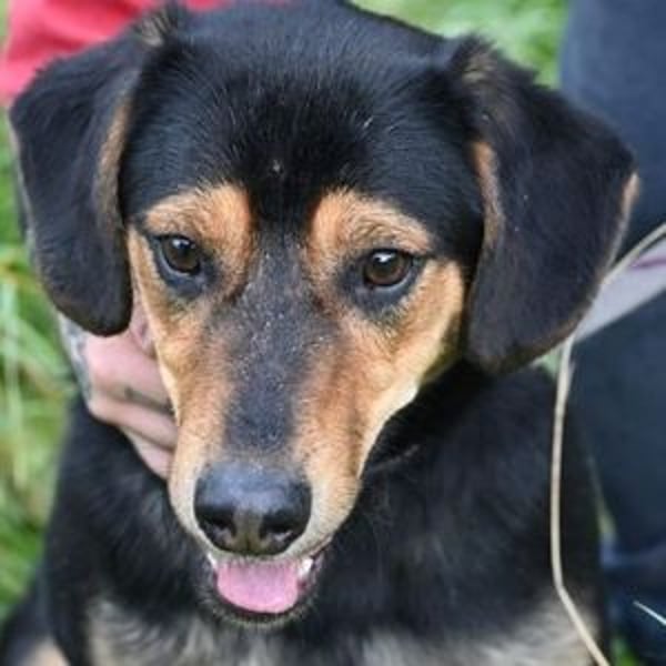 LARRY sucht seine Herzensmenschen