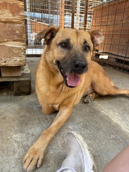 CHARLY - tapfer & voller Lebensfreude sucht seine Herzensmenschen