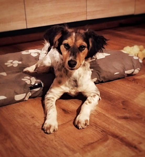 Rondy - Aktiver Rüde sucht abenteuerlustige Menschen