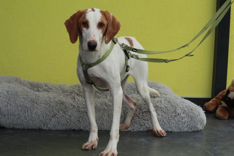 cooper sucht liebevolle Familie...