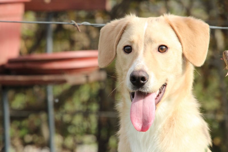 Jandro – ein junger, lieber Rüde