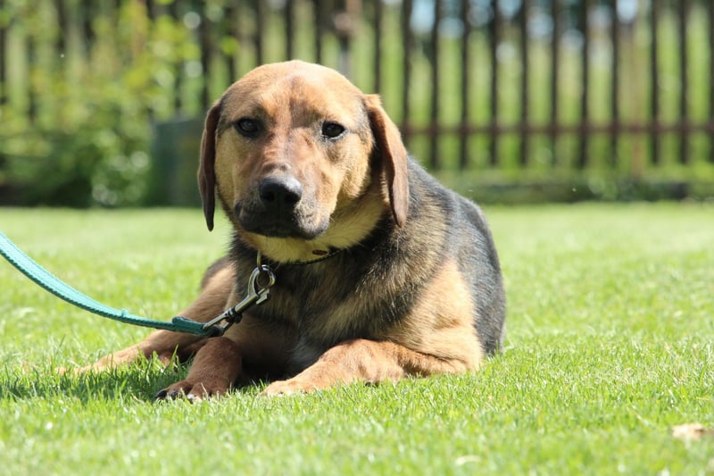 Kalino- ein Traum von Hund