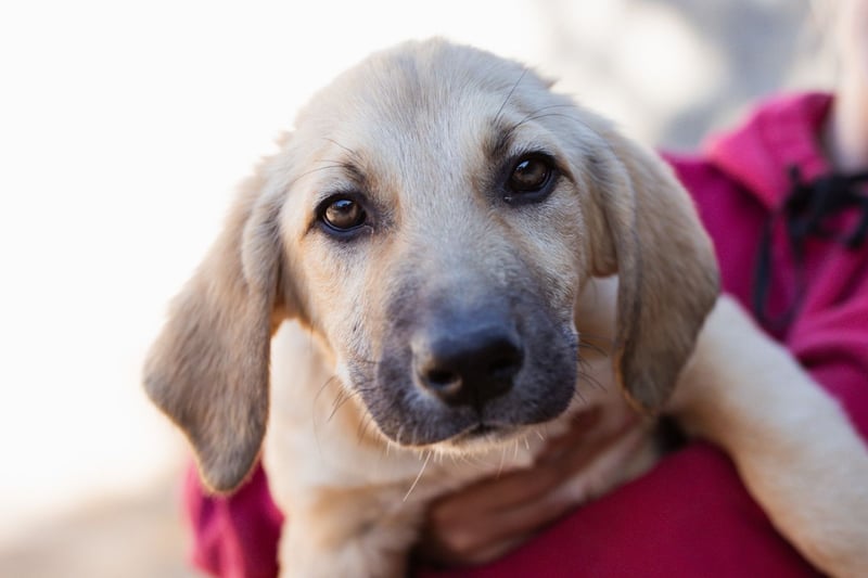 Sonnenschein ♥Lilly♥ zuckersüße Welpin