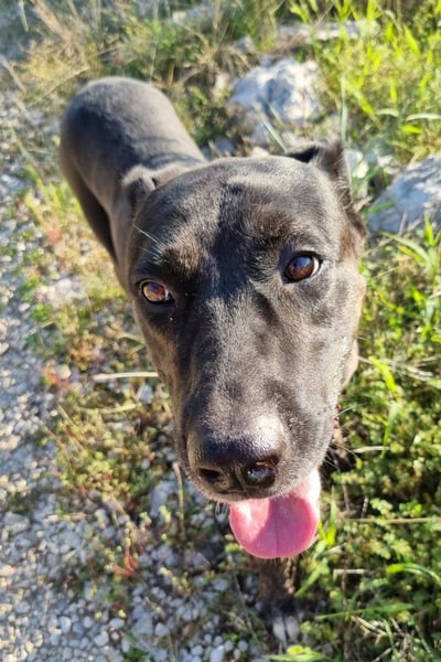 Goldige♥ Godina ♥ sehr soziale Hündin, kinderlieb, aktiv und lebensfroh sucht zeitnah ihre Familie ♥