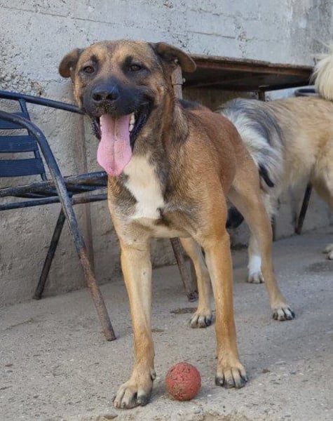 XAVER❤️entzückender, lustiger Jungrüde auf dringender Körbchensuche!