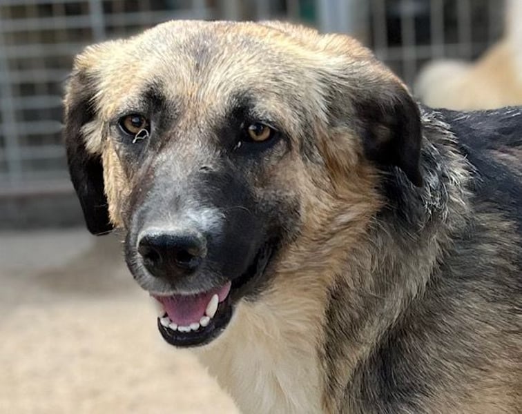 KORA❤️sanfte Seele sucht sehnsüchtig ein liebevolles Zuhause & Geborgenheit