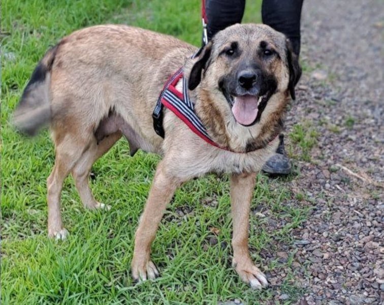 JENNI❤️liebenswerte, soziale und lernfreudige Schmusebacke