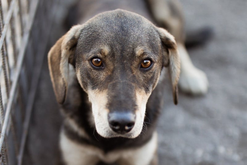 Lebensfrohe ♥ Pika ♥ sucht ihre treuen Menschen