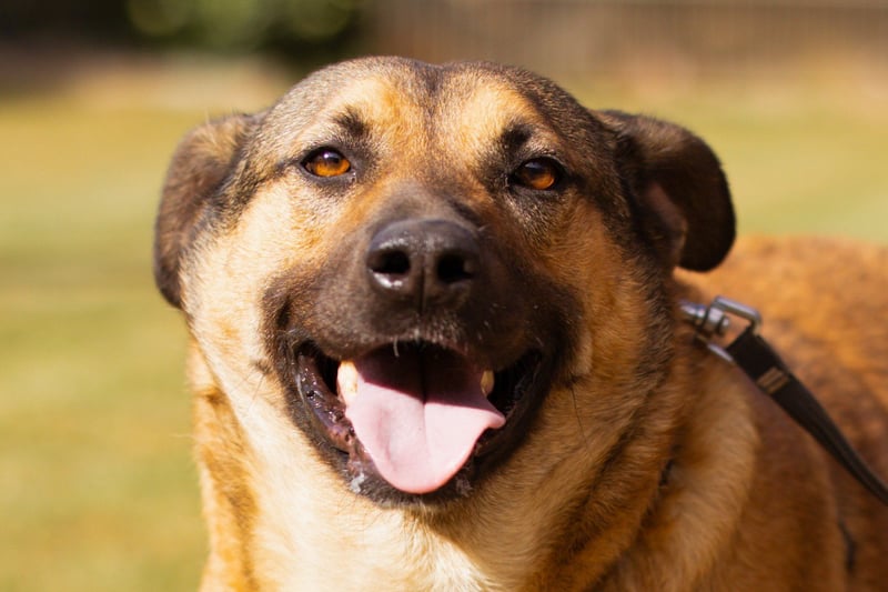 Good-Boy LINO❤️zutraulich, sozial & aufgeschlossen